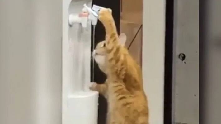 pet cat drinks water from cooler pet cat drinks water from cooler