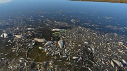 thousands of fish dies at Oder river 