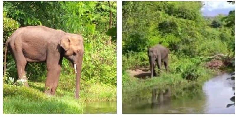 The forest department is engaged in searching for an elephant suffering from ill health in the Coimbatore area