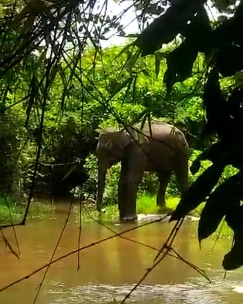 Forest activists have demanded treatment for an elephant that fell ill on the Tamil Nadu-Kerala border