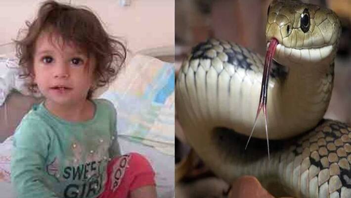 snake bitten then 2 year old girl cut him into two pieces NTP snake bitten then 2 year old girl cut him into two pieces NTP