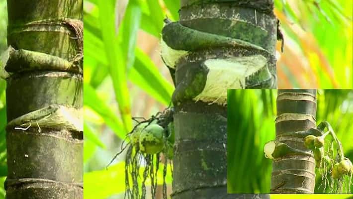 thieves stolen arecanut crop from farm in chitradurga akb thieves stolen arecanut crop from farm in chitradurga akb