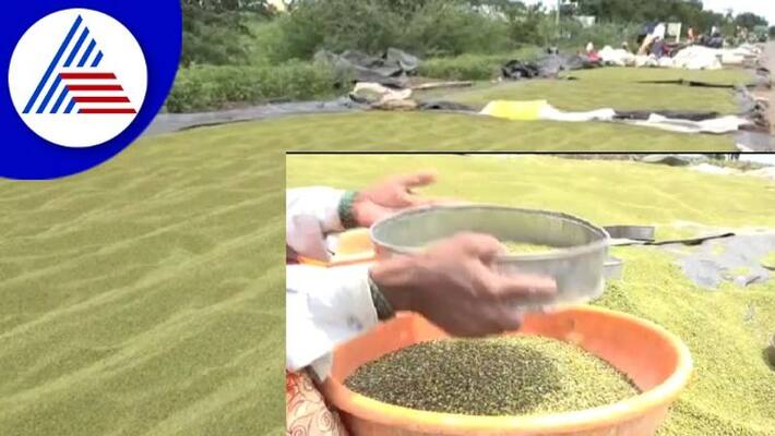 Gadag various diseases Moong crops Farmers demand to start buying center rav Gadag various diseases Moong crops Farmers demand to start buying center rav