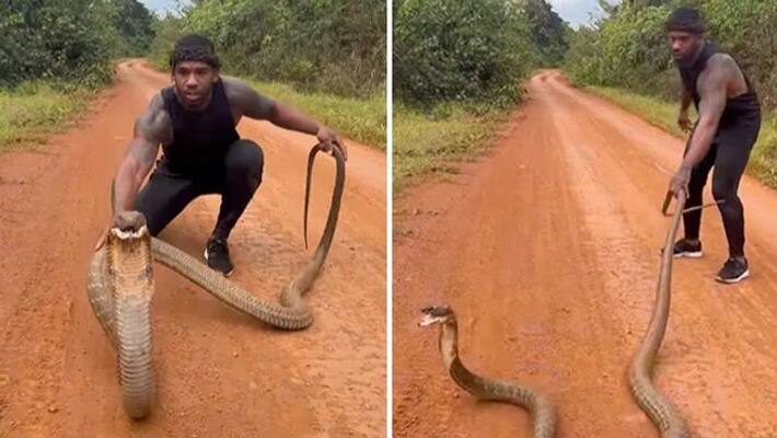 man catches king cobra and its turns to attack him man catches king cobra and its turns to attack him