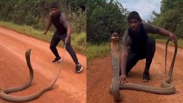 see viral video how man plays with a huge king cobra without any fear apa see viral video how man plays with a huge king cobra without any fear apa