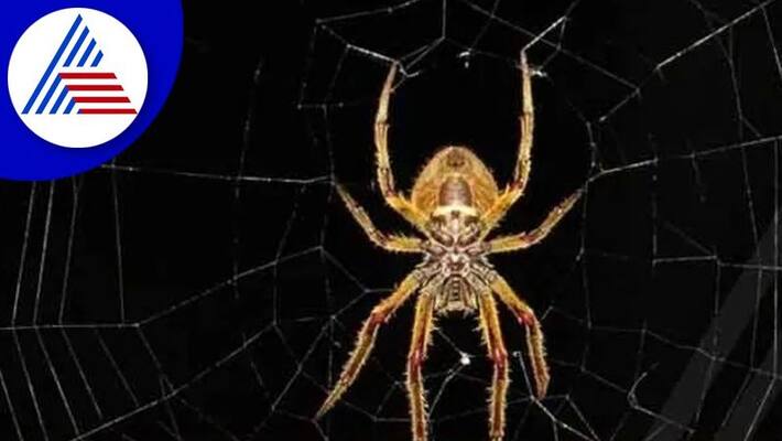 Spider Web Hacks here simple tips to get rid from it Spider Web Hacks here simple tips to get rid from it