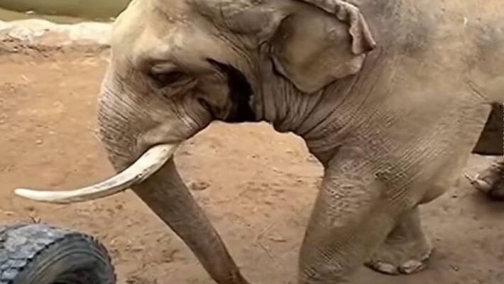 elephant returning a child's shoe that fell inside zoo apa elephant returning a child's shoe that fell inside zoo apa