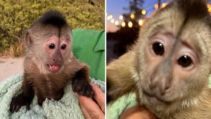 monkey called emergency number monkey called emergency number