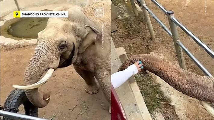Elephant returns childrens shoes which fell in their enclosure at china zoo video goes viral akb Elephant returns childrens shoes which fell in their enclosure at china zoo video goes viral akb