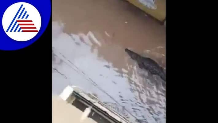 Giant crocodile enters residential area of Madhya pradesh akb Giant crocodile enters residential area of Madhya pradesh akb
