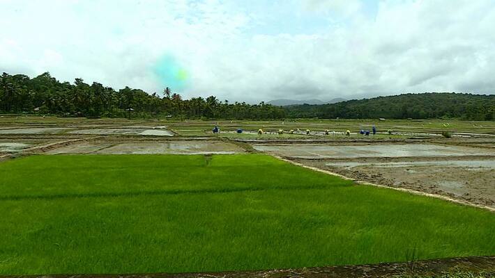 chekadi farmers starts farming today across 250 acre farm land chekadi farmers starts farming today across 250 acre farm land