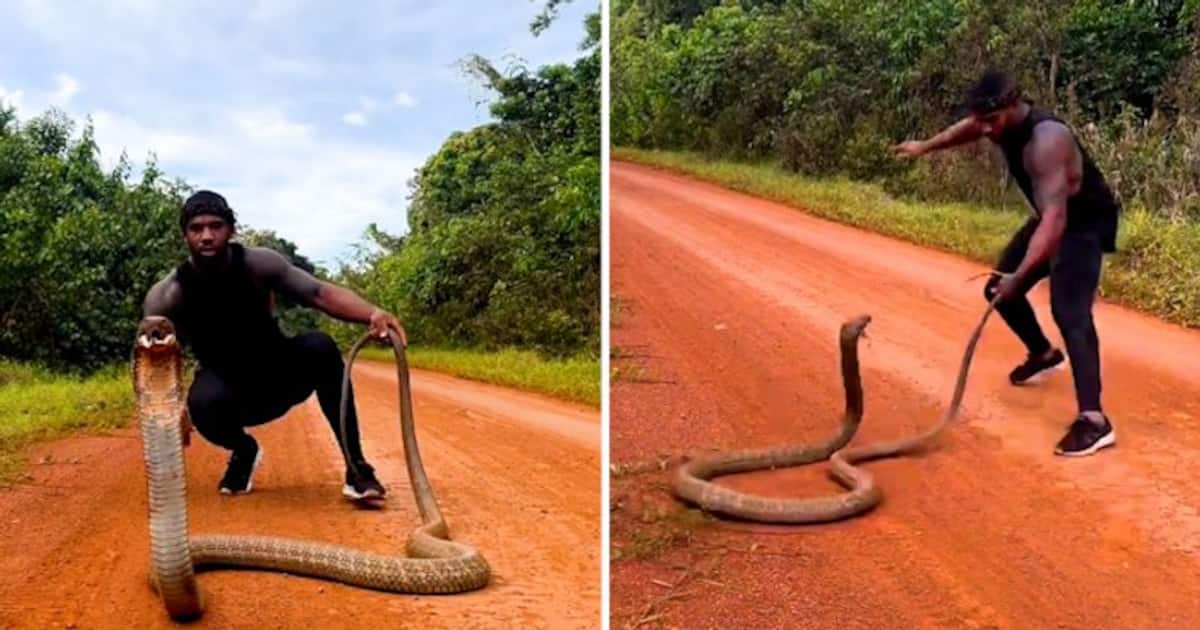 largest king cobra ever