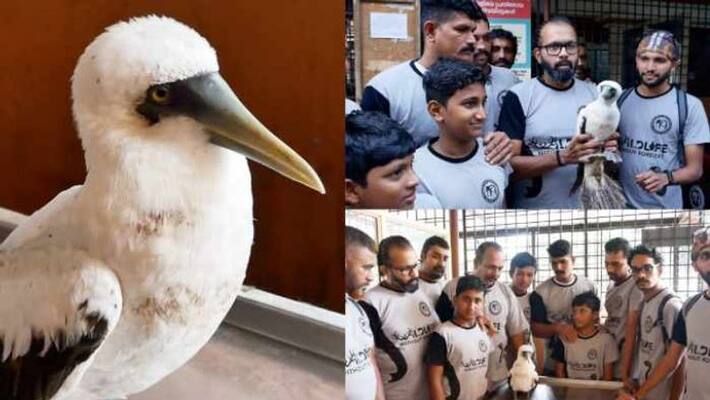 Masked booby bird found at Thalassery coast rescued by fishermen Masked booby bird found at Thalassery coast rescued by fishermen