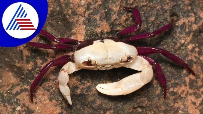Ghatiana bicolor crab found in Western Ghats yallapur in uttarakannada rav Ghatiana bicolor crab found in Western Ghats yallapur in uttarakannada rav