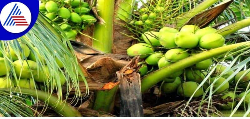 EPS request to increase source price of copra coconut to 150