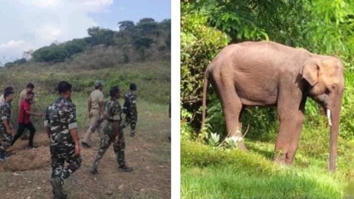 The forest department is engaged in searching for an elephant suffering from ill health in the Coimbatore area The forest department is engaged in searching for an elephant suffering from ill health in the Coimbatore area