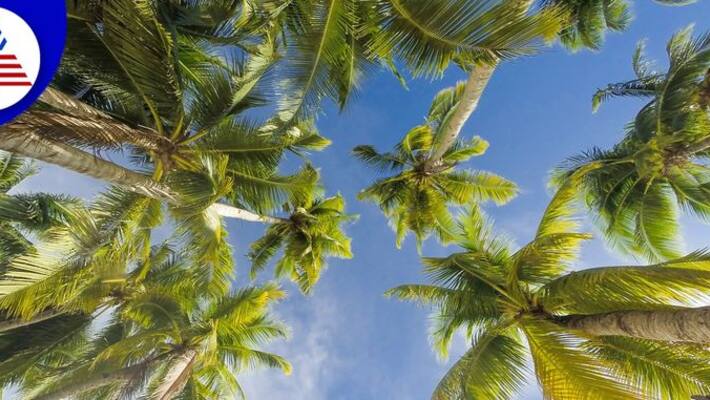 know the miraculous effect of having coconut tree in your courtyard skr know the miraculous effect of having coconut tree in your courtyard skr