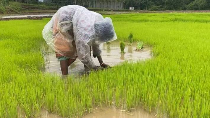 paddy cultivation in Chekadi Wayanad paddy cultivation in Chekadi Wayanad