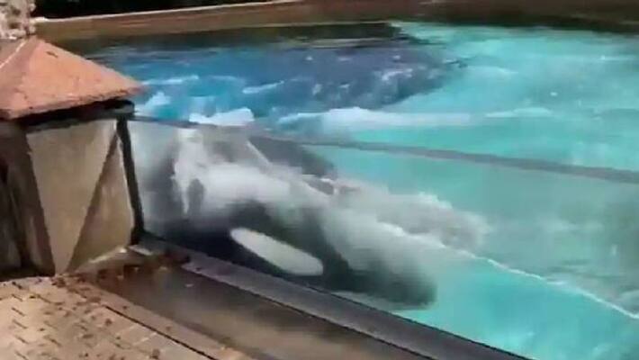 loneliest orca in the world kiska loneliest orca in the world kiska