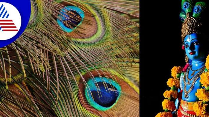 Janmashtami 2022 Why Sri Krishna puts peacock feathers in the crown skr Janmashtami 2022 Why Sri Krishna puts peacock feathers in the crown skr
