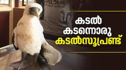  Masked booby found in kerala 