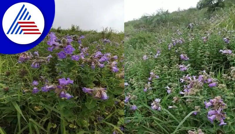 Witness the remarkable blooming of Neelakurinji flowers in Chikkamagaluru vcs 