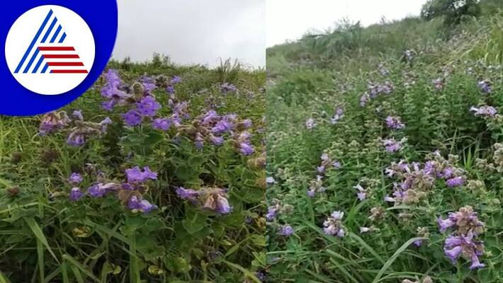 Blue Flower Names Neelakurinji Flower In Chikkamagaluru Atracts Tourists gvd Blue Flower Names Neelakurinji Flower In Chikkamagaluru Atracts Tourists gvd