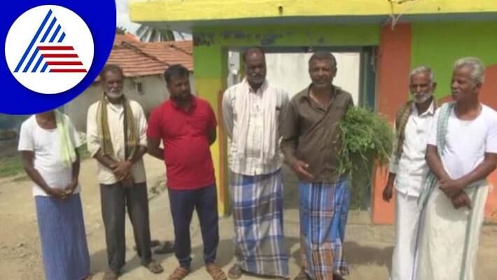 Farmers Fear from tiger and elephant in Chamarajanagar gvd Farmers Fear from tiger and elephant in Chamarajanagar gvd