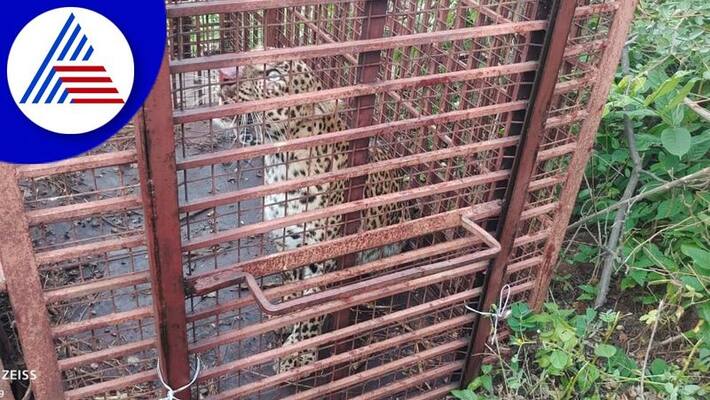 Forest Department captured leopard in raichur district gvd Forest Department captured leopard in raichur district gvd