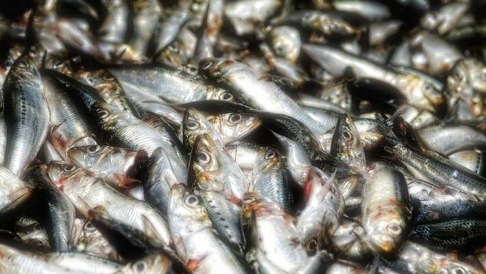 juvenile fishing threatens Oil Sardines return to Kerala coast says report juvenile fishing threatens Oil Sardines return to Kerala coast says report