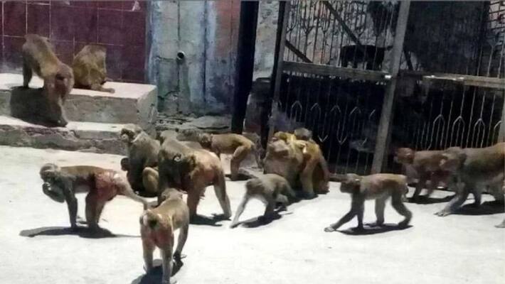 Run away from the chasing monkeys! UP farmer dies after falling from the floor Run away from the chasing monkeys! UP farmer dies after falling from the floor