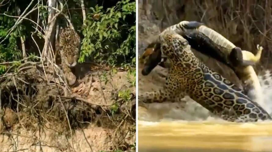 Watch: Jaguar pounces on crocodile in water; What happened next will ...