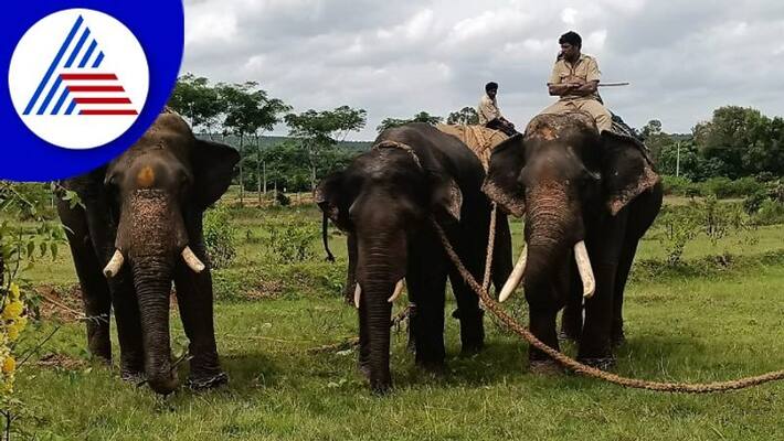 wild elephant captured in ramanagara gow wild elephant captured in ramanagara gow