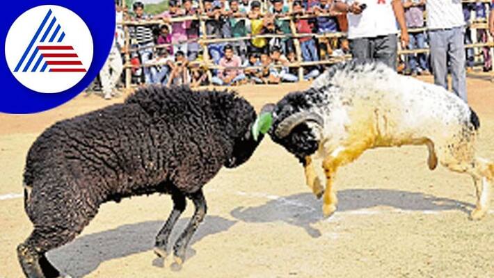 Ram Fighting Tagaru Kalaga at Vijayapura District gvd Ram Fighting Tagaru Kalaga at Vijayapura District gvd