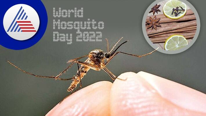 World Mosquito Day: Symptoms And Home Remedies For Malaria Vin World Mosquito Day: Symptoms And Home Remedies For Malaria Vin