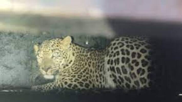 The leopard that beat the girl to death was caught in a cage The leopard that beat the girl to death was caught in a cage