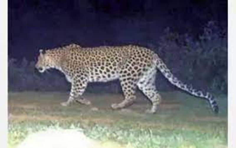 The leopard that beat the girl to death was caught in a cage