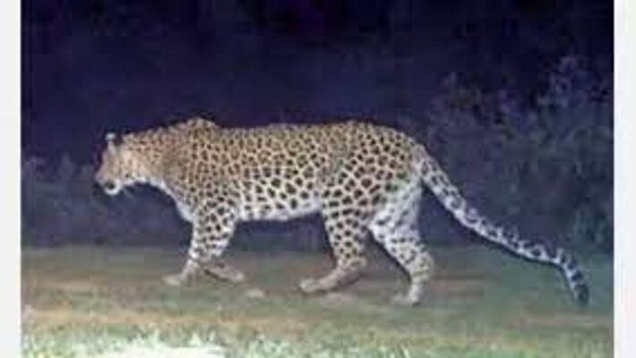 Increased Anxiety For Leopard Visible in Bengaluru grg Increased Anxiety For Leopard Visible in Bengaluru grg