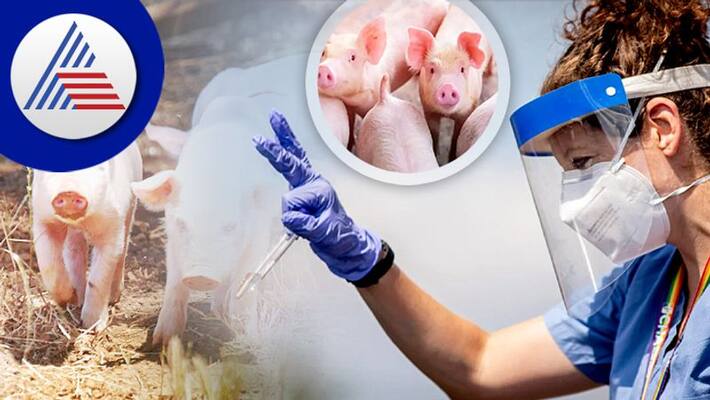 African swine fever hits pig farm in Kasaragod 532 pigs to be culled gow African swine fever hits pig farm in Kasaragod 532 pigs to be culled gow