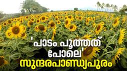 Sundara Pandyapuram sunflower photostory 