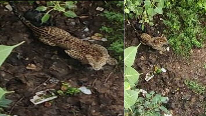 alwar news panther entered in city area people in fear after four hours effort forest department captured him asc alwar news panther entered in city area people in fear after four hours effort forest department captured him asc