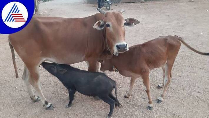 Cow Feeds Milk to Pig at Surapura in Yadgir grg Cow Feeds Milk to Pig at Surapura in Yadgir grg