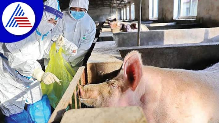 African Swine Fever Confirmed In Samples Sent From Punjabs Patiala Vin African Swine Fever Confirmed In Samples Sent From Punjabs Patiala Vin