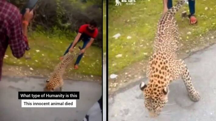 people gave torture wildlife, killed leopard in viral video akb people gave torture wildlife, killed leopard in viral video akb