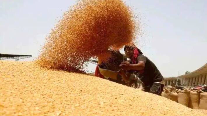 government is not planning to import wheat from overseas government is not planning to import wheat from overseas