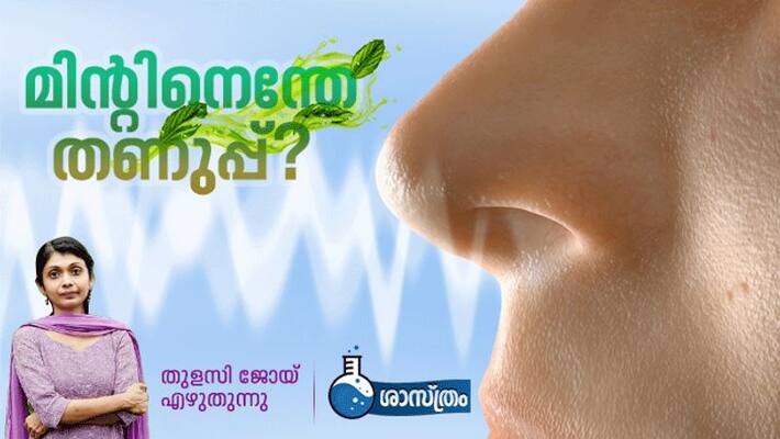 Why does mint make you feel cool by Thulasy Joy Why does mint make you feel cool by Thulasy Joy