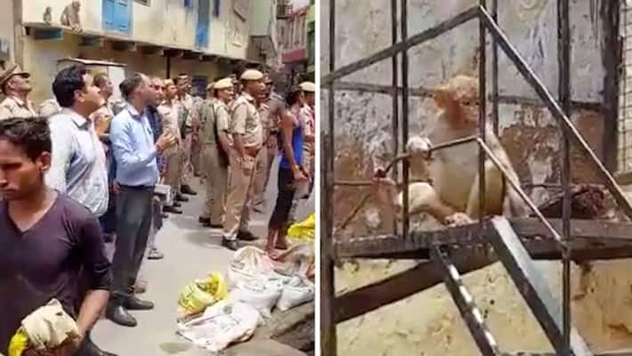 Watch Monkeys in Vrindavan steal Mathura District Magistrate's glasses-tgy Watch Monkeys in Vrindavan steal Mathura District Magistrate's glasses-tgy