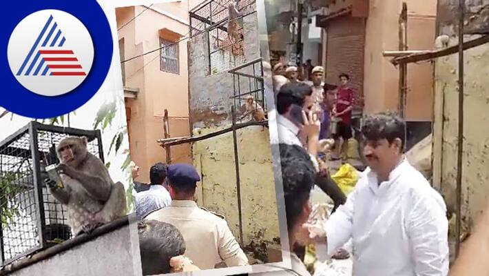 monkey snatches district magistrate glassesin uttar pradaesh mathura makes him plead ash monkey snatches district magistrate glassesin uttar pradaesh mathura makes him plead ash