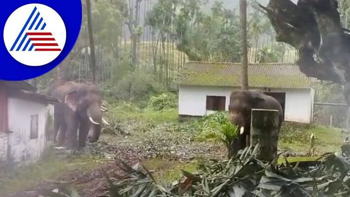 wild elephant create panic among farmers in chikkamagaluru gvd wild elephant create panic among farmers in chikkamagaluru gvd
