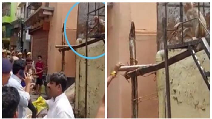Mathura DM s spectacles was snatched by monkey, video goes viral Mathura DM s spectacles was snatched by monkey, video goes viral